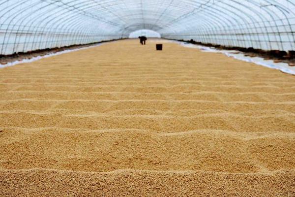 水稻烘干机多少钱一台?