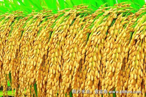 水稻价格多少钱一斤？