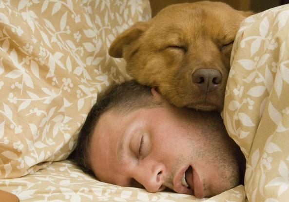 梦见金蝉是什么意思?