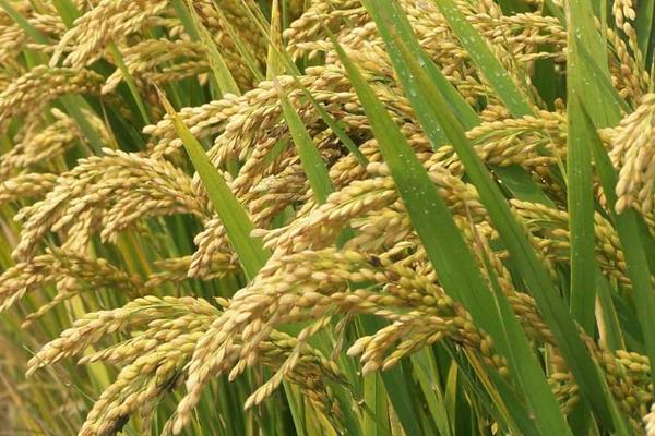 杂交水稻之父是谁？