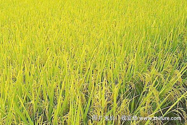 水稻稻瘟病用什么药？