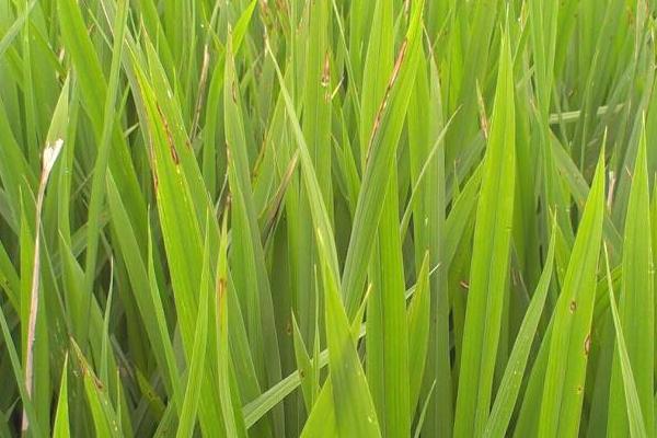 水稻稻瘟病用什么药？