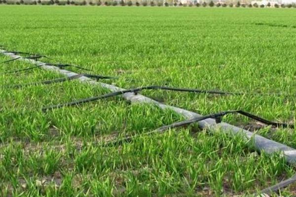 水稻什么时候晒田?