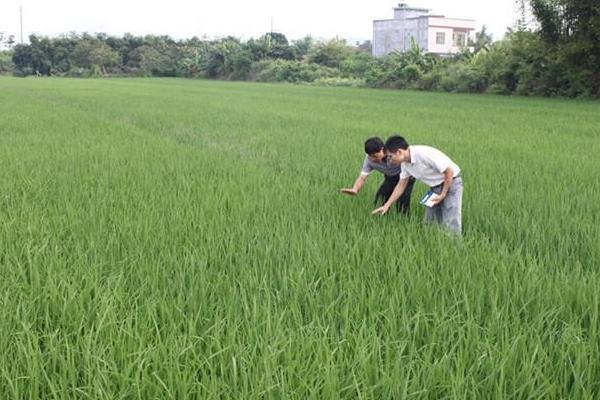 水稻什么时候晒田?