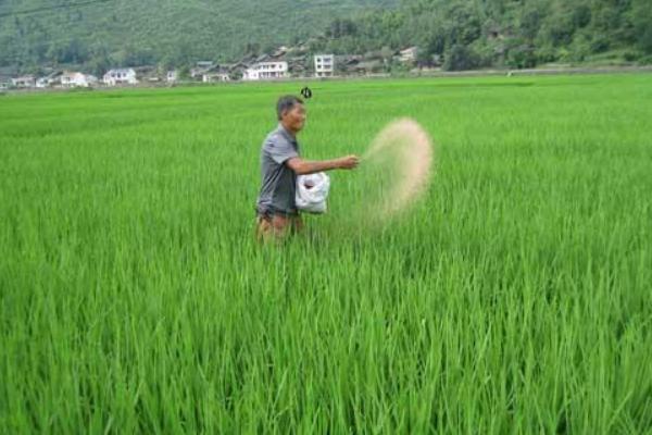 水稻什么时候晒田?