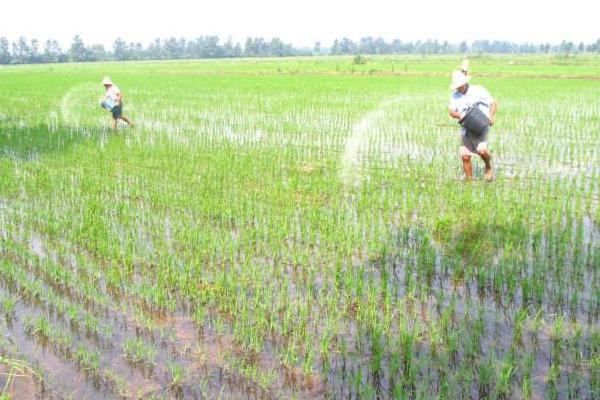 水稻什么时候晒田?