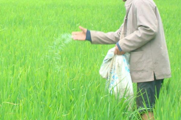 水稻二化螟防治时间是什么时候?