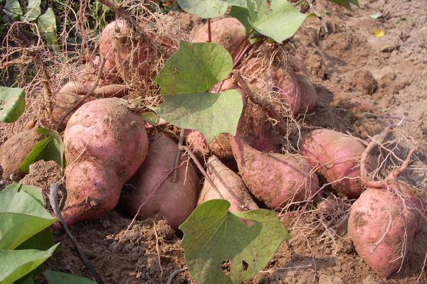 红薯什么时候成熟?