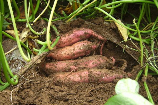 红薯什么时候成熟?