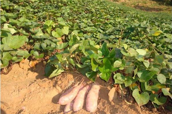 红薯什么时候成熟?