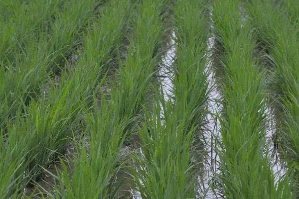 水稻二化螟防治时间是什么时候?