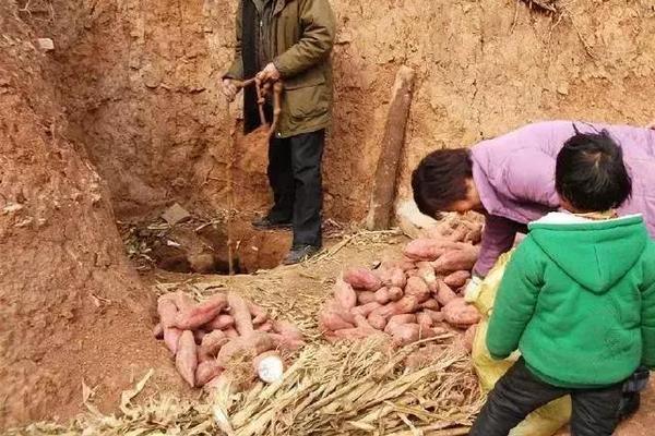 红薯什么时候成熟?