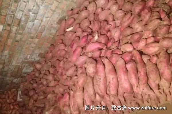 红薯什么时候成熟?