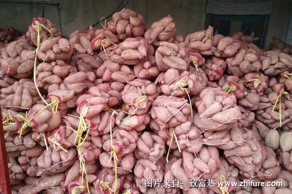 红薯什么时候成熟?