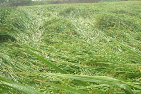 水稻二化螟防治时间是什么时候?