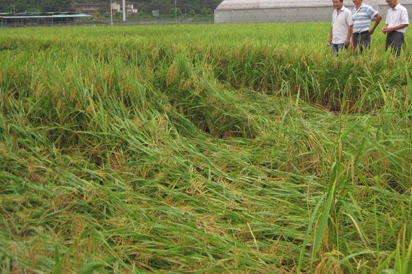 水稻二化螟防治时间是什么时候?