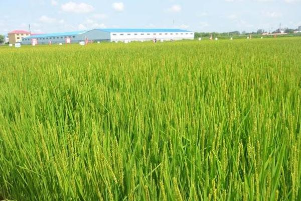 水稻二化螟防治时间是什么时候?