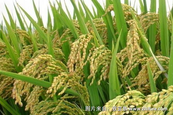 水稻什么时候晒田?