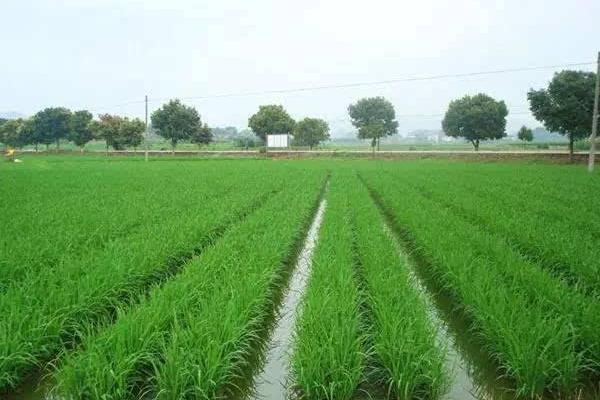 水稻什么时候晒田?