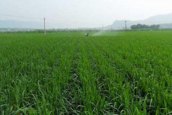 水稻什么时候晒田?