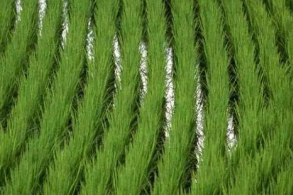 水稻什么时候晒田?