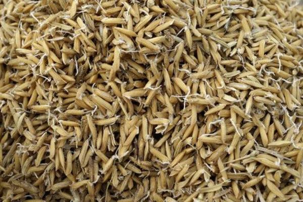 杂交水稻种子价格-