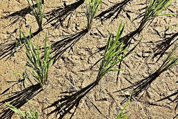 水稻适合什么土壤?