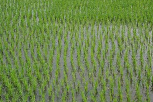 水稻适合什么土壤?