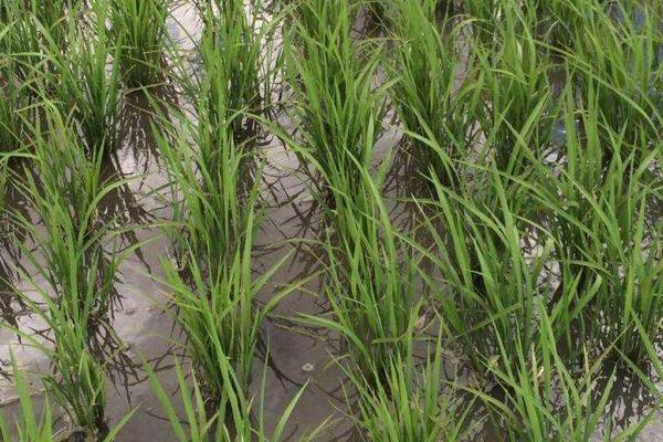 水稻适合什么土壤?