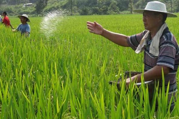 水稻适合什么土壤?