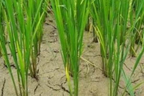 水稻适合什么土壤?