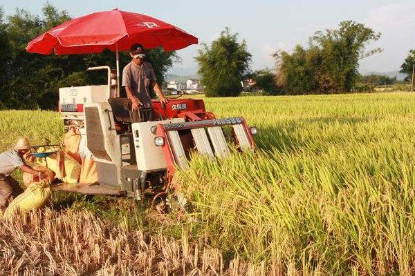 水稻适合什么土壤?
