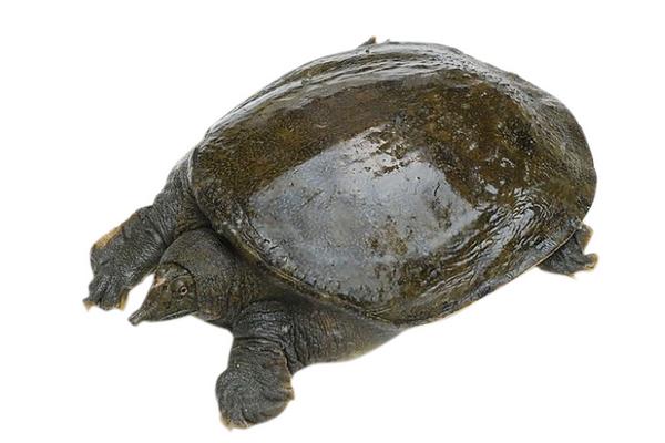 王八和乌龟的区别是什么？