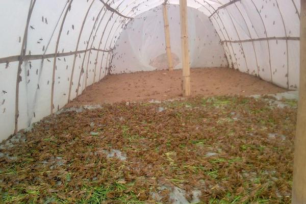 蝗虫养殖大棚建设方案