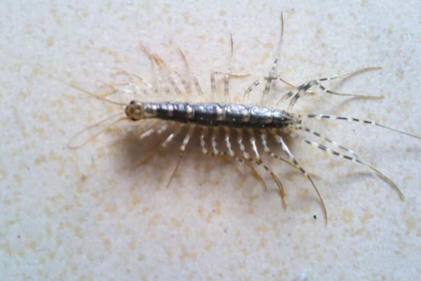 长的像蜈蚣的虫子一般有哪些？