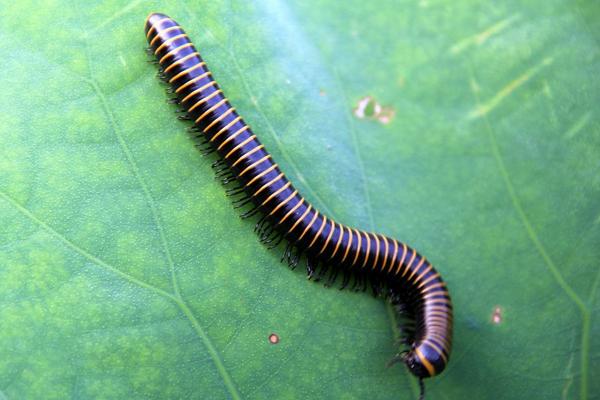 长的像蜈蚣的虫子一般有哪些？