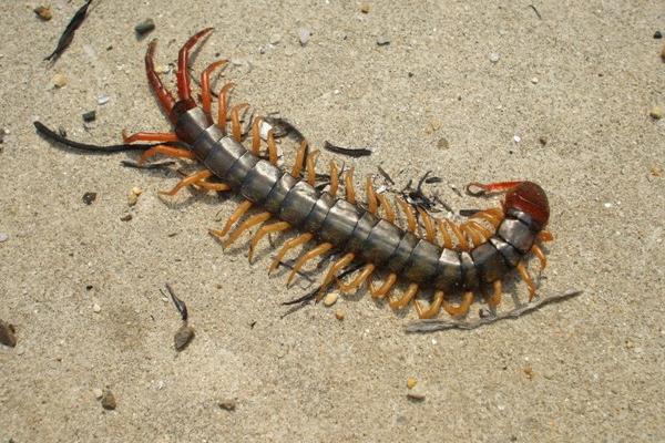 长的像蜈蚣的虫子一般有哪些？