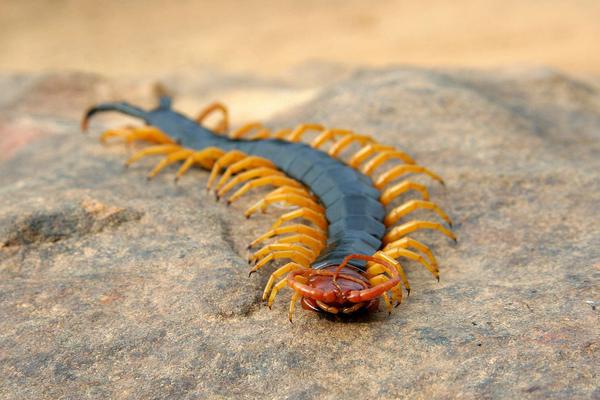 被蜈蚣咬了有什么症状?