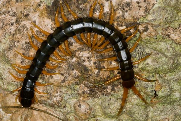 被蜈蚣咬了有什么症状?