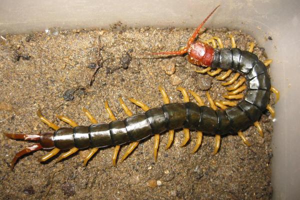 被蜈蚣咬了有什么症状?