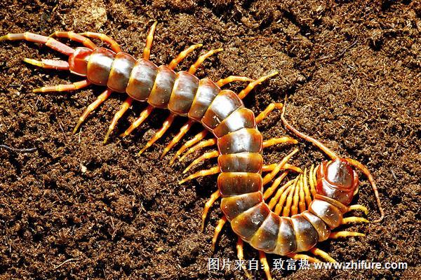 世界上最大的蜈蚣是什么?