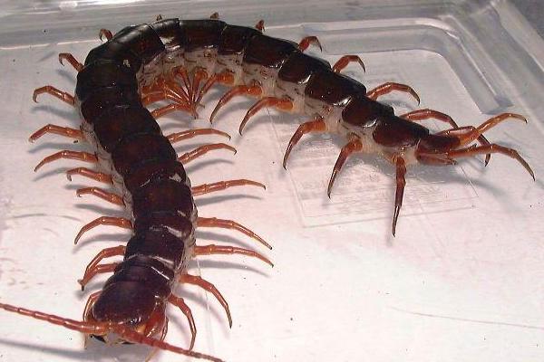 世界上最大的蜈蚣是什么?