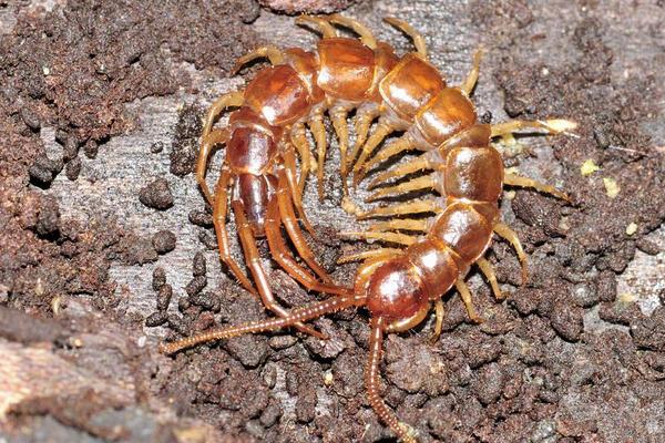 世界上最大的蜈蚣是什么?