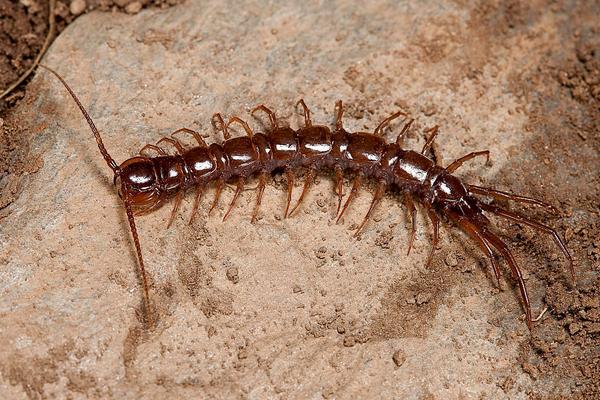 世界上最大的蜈蚣是什么?