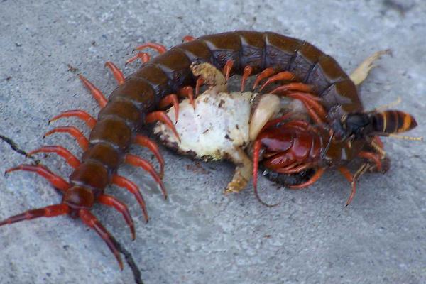 蜈蚣价格多少钱一条?