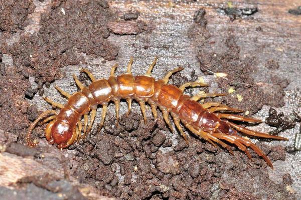 世界上最大的蜈蚣是什么?