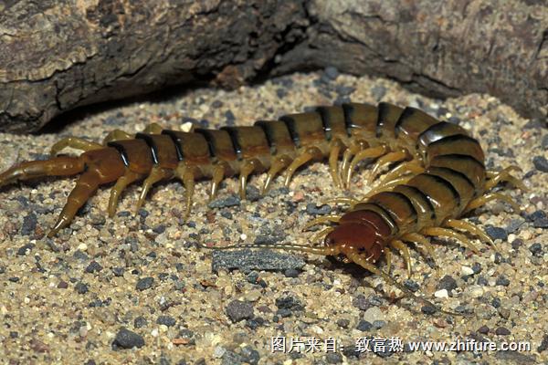 蜈蚣爬过的地方有毒吗?