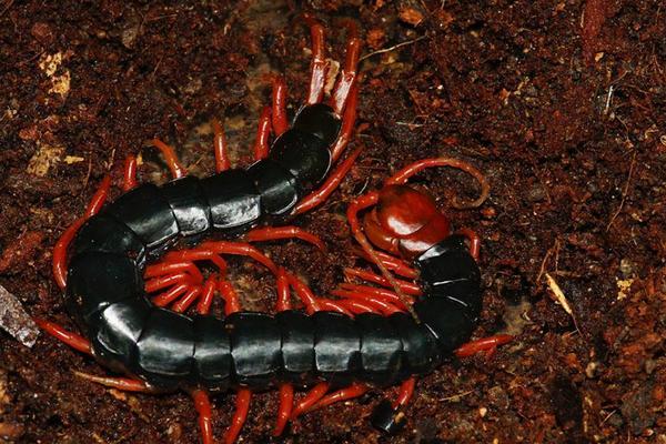 蜈蚣爬过的地方有毒吗？