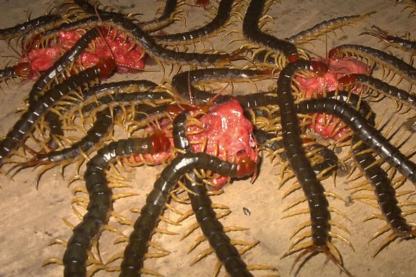 现在养蜈蚣还赚钱吗?