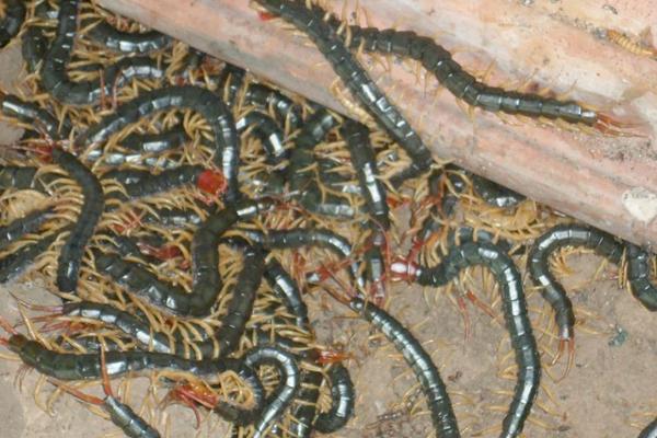 现在养蜈蚣还赚钱吗?